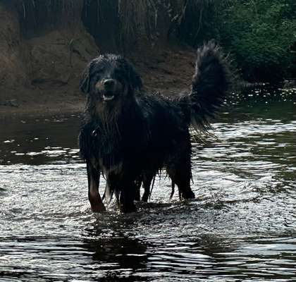 Aussiedors oder Leopard Labrador Gruppe-Beitrag-Bild