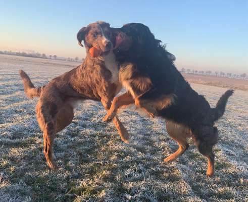 Aussiedors oder Leopard Labrador Gruppe-Beitrag-Bild