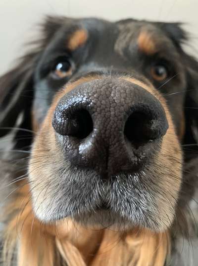 42. Handy Fotochallenge - Den richtigen Riecher haben-Beitrag-Bild