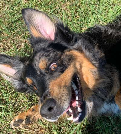 Aussiedors oder Leopard Labrador Gruppe-Beitrag-Bild