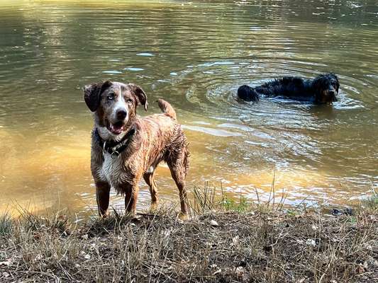 Fotochallenge Nr. 125

Kleine und große Pfützen auf Eurer Gassirunde-Beitrag-Bild