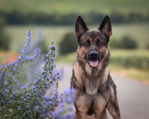 Hundetreffen-Begegnungstraining-Bild