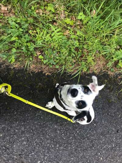 Mischlingshunde Foto Aufruf-Beitrag-Bild