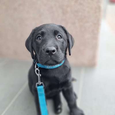 Hundetreffen-Welpenspaziergang-Bild