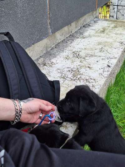 Hundetreffen-Welpenspaziergang-Bild