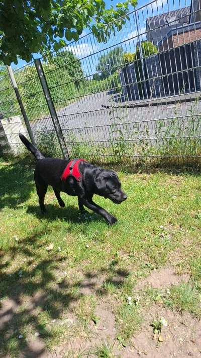 Hundetreffen-Spielen in Geldern-Bild