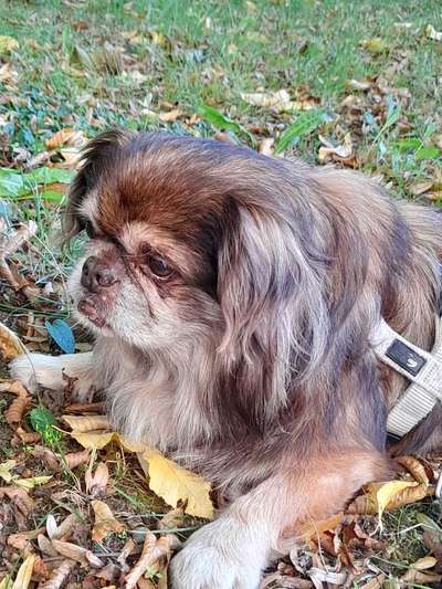 Pekinese/Pekingese-Beitrag-Bild