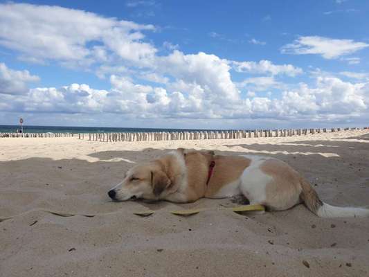 TierschutzhundeStammtisch🐕-Beitrag-Bild