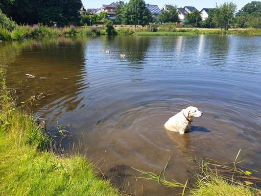 Unsere Fellnasen im Regenbogenland-Beitrag-Bild