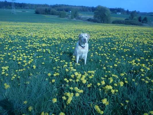 Unsere Fellnasen im Regenbogenland-Beitrag-Bild