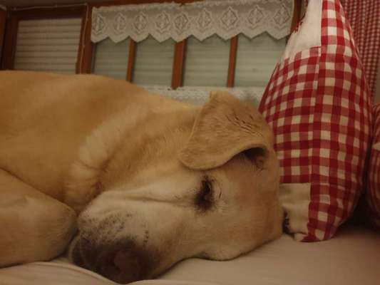 Unsere Fellnasen im Regenbogenland-Beitrag-Bild