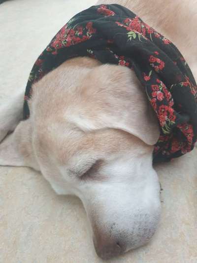 Unsere Fellnasen im Regenbogenland-Beitrag-Bild