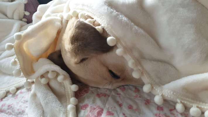 TierschutzhundeStammtisch🐕-Beitrag-Bild