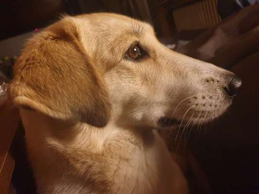 TierschutzhundeStammtisch🐕-Beitrag-Bild