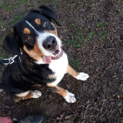 Appenzeller Sennenhunde-Beitrag-Bild