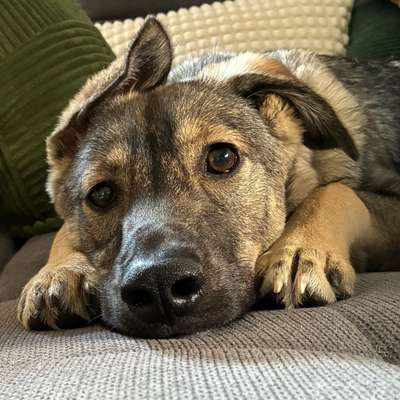 Hundetreffen-Junghündin wünscht sich Hundefreunde🐶