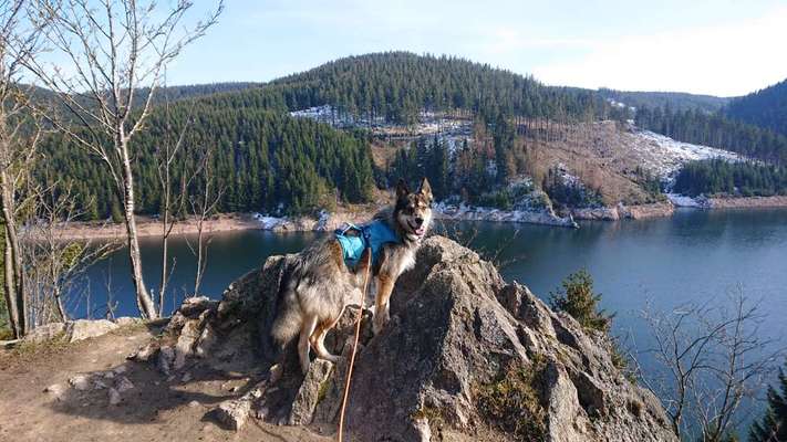 Dogorama-Monats-Challenge-Mai "Wasser"-Beitrag-Bild