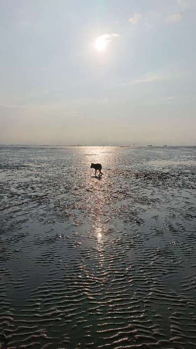 Dogorama-Monats-Challenge-Mai "Wasser"-Beitrag-Bild