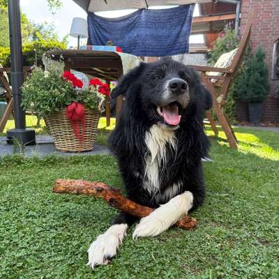 Hundetreffen-Hundesitter Stuhr-Bild
