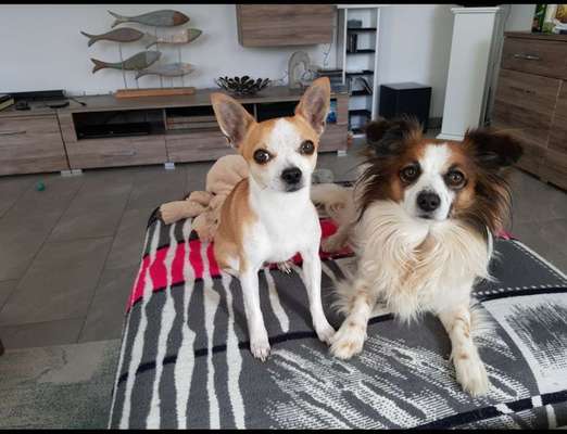 BIG LOVE :) mit 2 Hunden❣️-Beitrag-Bild