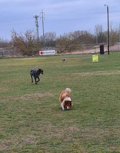 Hundeschulen-Jobadog Berlin-Bild