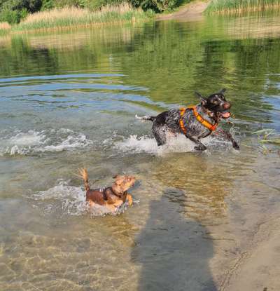 Sind hier Deutsch Kurzhaar/ Jagdhunde?-Beitrag-Bild