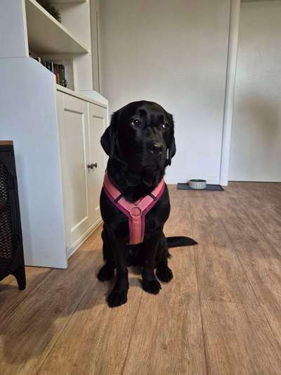 Wie sitzt mein Geschirr?-Beitrag-Bild