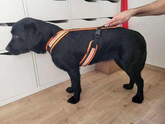 Wie sitzt mein Geschirr?-Beitrag-Bild