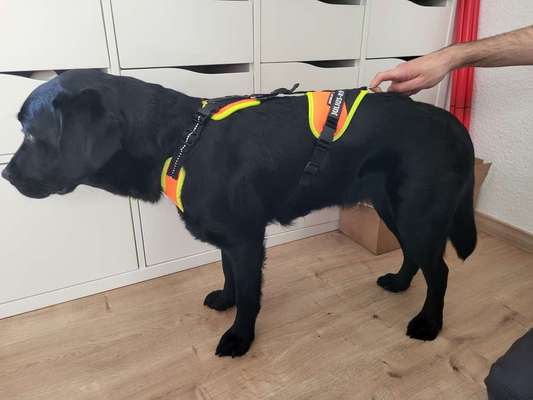 Wie sitzt mein Geschirr?-Beitrag-Bild