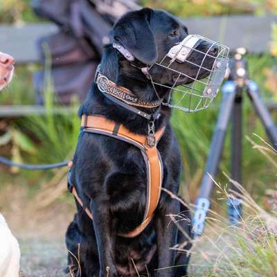 Hundetreffen-Spaziergänge / Feierabendrunden / Caniwalk-Bild