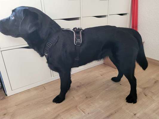 Wie sitzt mein Geschirr?-Beitrag-Bild