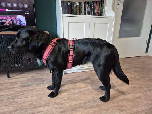 Wie sitzt mein Geschirr?-Beitrag-Bild