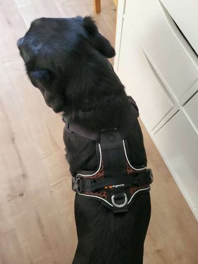 Wie sitzt mein Geschirr?-Beitrag-Bild