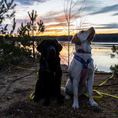 Hundetreffen-Gemeinsame Spaziergänge-Bild