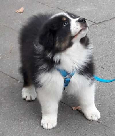 Wie kamst du zu deinem Hund?-Beitrag-Bild