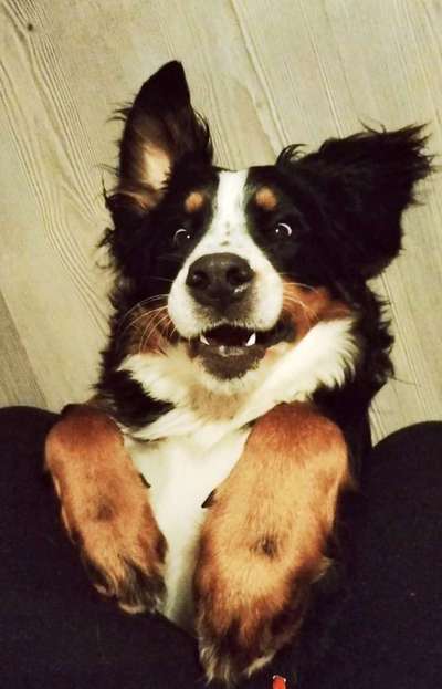 Berner Sennen-Beitrag-Bild