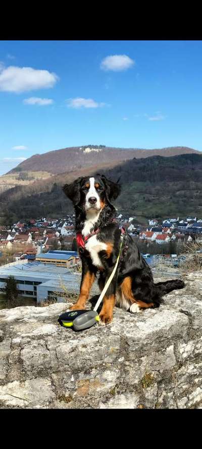 Berner Sennen-Beitrag-Bild