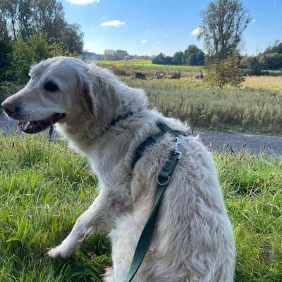 Hundetreffen-Gassi / Radeln / Schwimmen / Freunde treffen-Bild