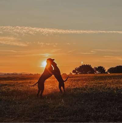 Hundetreffen-Gassi und spielen in Chemnitz & Umgebung-Bild