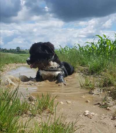 Zeigt mir eure schlamm nasen-Beitrag-Bild