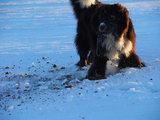 Dogorama Photo Challenge - Winterstimmung-Beitrag-Bild