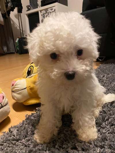 Welpen Bilder !-Beitrag-Bild