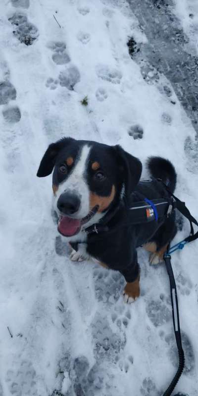 Appenzellerbesitzer gesucht!-Beitrag-Bild