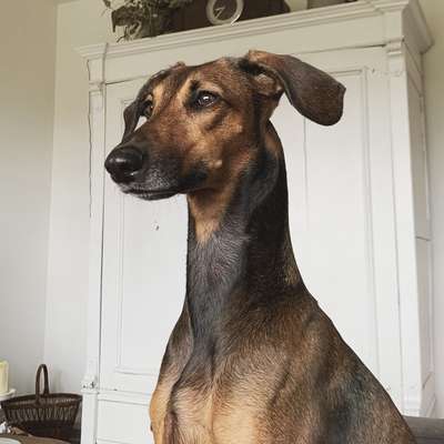 Hundetreffen-Spielgefährten gesucht-Bild