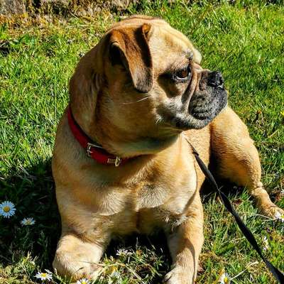 Hundetreffen-Spaziergänge-Bild