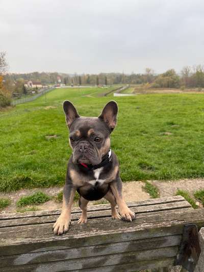 Hundetreffen-Spieltreff am Decksteiner Weiher-Bild