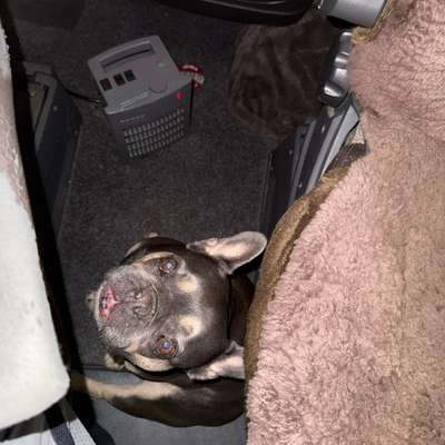 aktuelles Foto Gruppe Französische Bulldogge