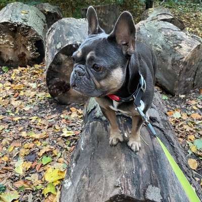 Hundetreffen-Gassirunde-Bild