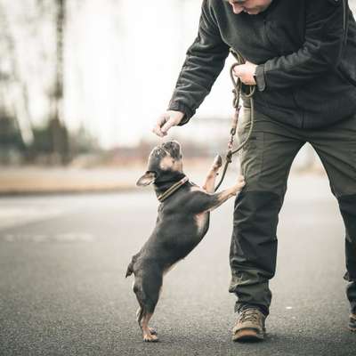 Hundetreffen-Gassirunde Speicherbecken Geeste