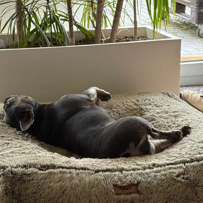 aktuelles Foto Gruppe Französische Bulldogge